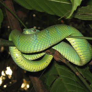 Waglers pit-viper (Tropidolaemus wagleri)