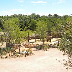 Giants of the Savanna