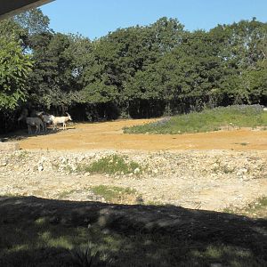 Scimitar-Horned oryx