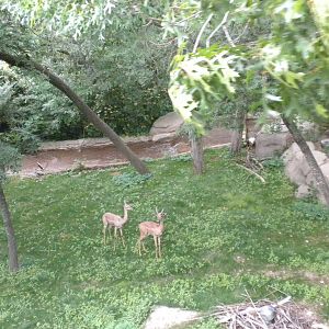 Gerenuk