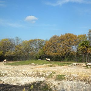 Scimitar-Horned Oryx