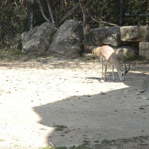 Arabian Goitered Gazelle