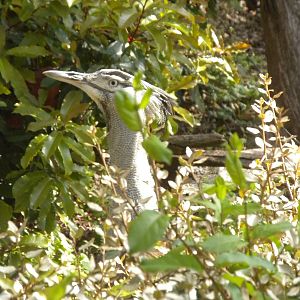 Kori Bustard
