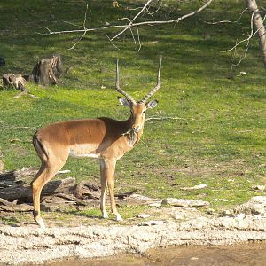Impala