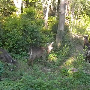 Waterbuck