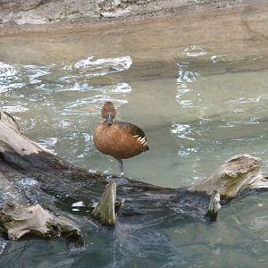 Fulvous Whistling Duck