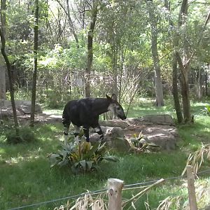 Okapi