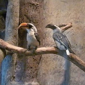 Children's Zoo - Underzone