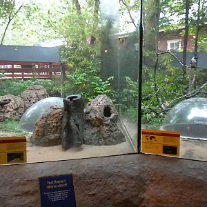 Children's Zoo - Underzone