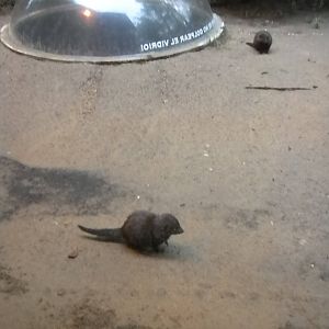 Children's Zoo - Underzone