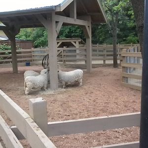 Children's Zoo - Sheep