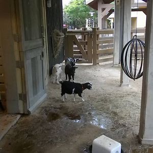 Children's Zoo - Pygmy goats