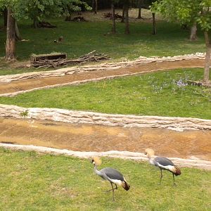 East African Crowned Crane