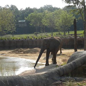 Jenny and Gypsy's first day in the Savanna