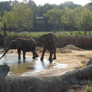 Jenny and Gypsy's first day in the Savanna