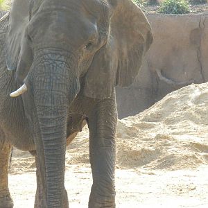 Jenny in the Savanna