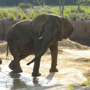 Jenny and Gypsy's first day in the Savanna