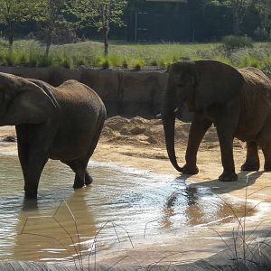 Jenny and Gypsy's first day in the Savanna