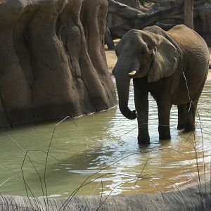 Jenny and Gypsy's first day in the Savanna