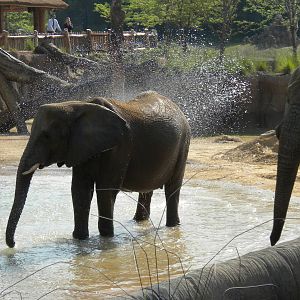 Jenny and Gypsy's first day in the Savanna