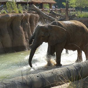 Jenny and Gypsy's first day in the Savanna