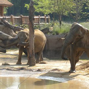 Jenny and Gypsy's first day in the Savanna