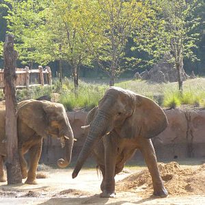 Jenny and Gypsy's first day in the Savanna