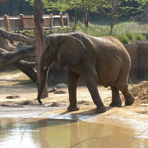 Jenny and Gypsy's first day in the Savanna