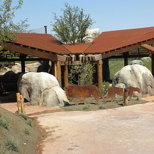 Giants of the Savanna - predator viewing