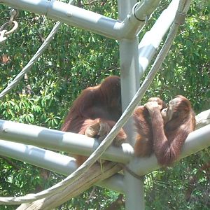 Orangutan 5-18-10