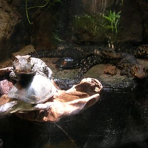 Pygmy Crocs and Turtles 5-18-10