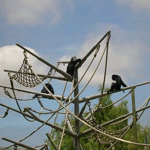 Siamang 5-18-10