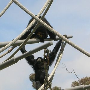 Siamang 5-18-10