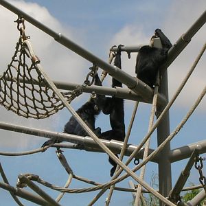 Siamang 5-18-10