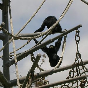 Siamang 5-18-10
