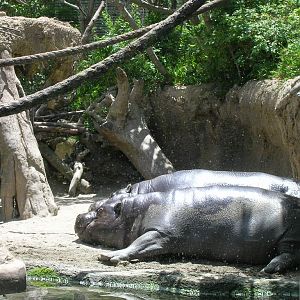 Pygmy Hippos 5-18-10