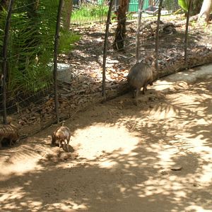 Visayan Warty Pigs 5-18-10