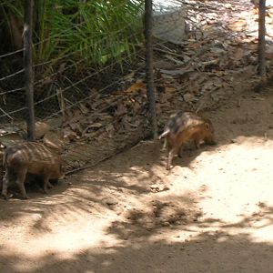 Visayan Warty Pigs 5-18-10