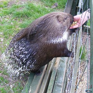 Porcupine at Fife Animal Park, 18 May 2010