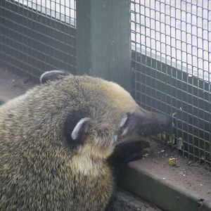 Coatimundi at Fife Animal Park, 18 May 2010