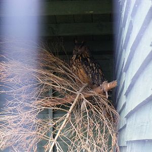 Eurasian eagle owl at Fife Animal Park, 18 May 2010