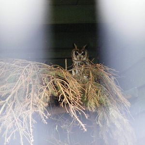 Striped owl at Fife Animal Park, 18 May 2010