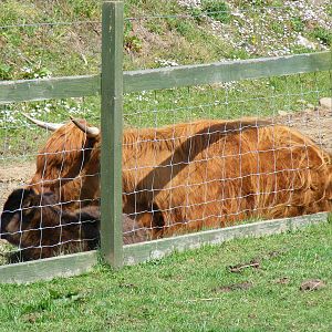 Molly and April the Highland cattle at Fife Animal Park, 18 May 2010