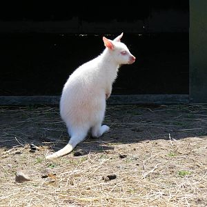 Albino Bennett's wallaby at Fife Animal Park, 18 May 2010