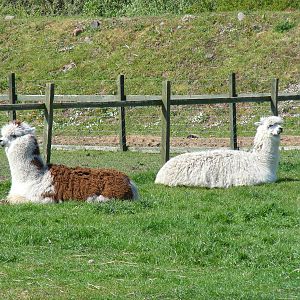 Alpacas at Fife Animal Park, 18 May 2010