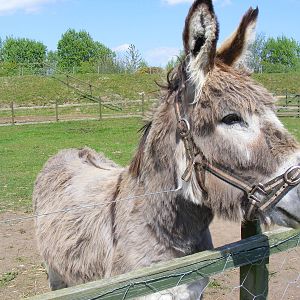 Donkey at Fife Animal Park, 18 May 2010