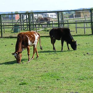 Dwarf zebus at Fife Animal Park, 18 May 2010