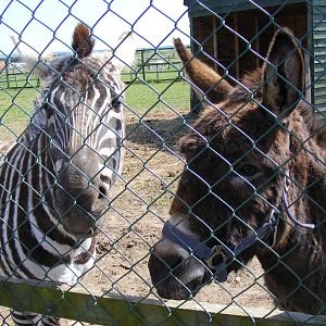 Grant's zebra and donkey at Fife Animal Park, 18 May 2010