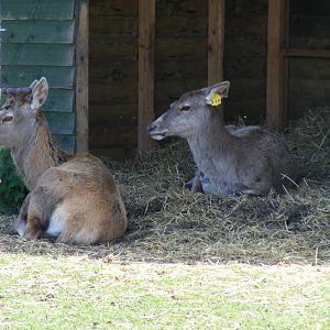 Red deer at Fife Animal Park, 18 May 2010