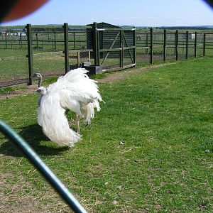 Greater rheas at Fife Animal Park, 18 May 2010